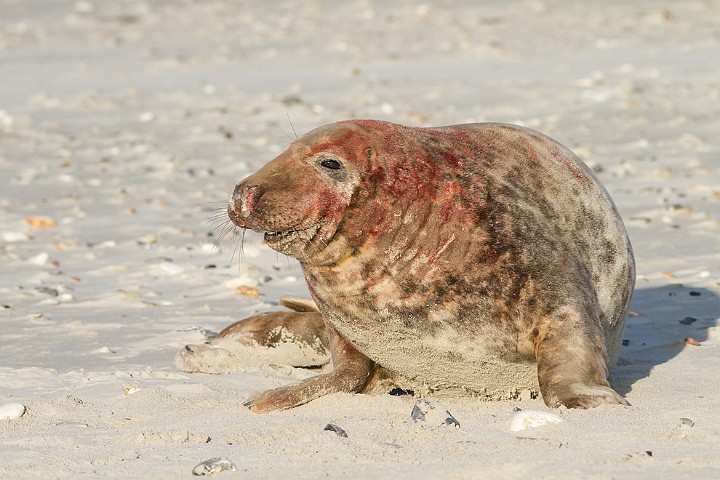 Kegelrobbe Halichoerus grypus